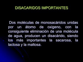 DISACARIDOS IMPORTANTES

Dos moléculas de monosacáridos unidas
por un átomo de oxigeno, con la
consiguiente eliminación de una molécula
de agua, producen un disacárido, siendo
los más importantes la sacarosa, la
lactosa y la maltosa.

 
