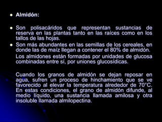 

Almidón:



Son polisacáridos que representan sustancias de
reserva en las plantas tanto en las raíces como en los
tallos de las hojas.
Son más abundantes en las semillas de los cereales, en
donde las de maíz llegan a contener el 80% de almidón.
Los almidones están formadas por unidades de glucosa
combinadas entre sí, por uniones glucosídicas.



Cuando los granos de almidón se dejan reposar en
agua, sufren un proceso de hinchamiento que se ve
favorecido al elevar la temperatura alrededor de 70°C.
En estas condiciones, el grano de almidón difunde, al
medio líquido, una sustancia llamada amilosa y otra
insoluble llamada almilopectina.

 