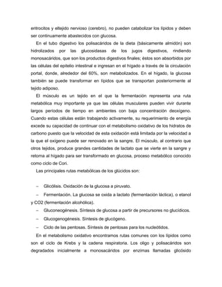 eritrocitos y eltejido nervioso (cerebro), no pueden catabolizar los lípidos y deben
ser continuamente abastecidos con glucosa.
En el tubo digestivo los polisacáridos de la dieta (básicamente almidón) son
hidrolizados por las glucosidasas de los jugos digestivos, rindiendo
monosacáridos, que son los productos digestivos finales; éstos son absorbidos por
las células del epitelio intestinal e ingresan en el hígado a través de la circulación
portal, donde, alrededor del 60%, son metabolizados. En el hígado, la glucosa
también se puede transformar en lípidos que se transportan posteriormente al
tejido adiposo.
El músculo es un tejido en el que la fermentación representa una ruta
metabólica muy importante ya que las células musculares pueden vivir durante
largos períodos de tiempo en ambientes con baja concentración deoxígeno.
Cuando estas células están trabajando activamente, su requerimiento de energía
excede su capacidad de continuar con el metabolismo oxidativo de los hidratos de
carbono puesto que la velocidad de esta oxidación está limitada por la velocidad a
la que el oxígeno puede ser renovado en la sangre. El músculo, al contrario que
otros tejidos, produce grandes cantidades de lactato que se vierte en la sangre y
retorna al hígado para ser transformado en glucosa, proceso metabólico conocido
como ciclo de Cori.
Las principales rutas metabólicas de los glúcidos son:
− Glicólisis. Oxidación de la glucosa a piruvato.
− Fermentación. La glucosa se oxida a lactato (fermentación láctica), o etanol
y CO2 (fermentación alcohólica).
− Gluconeogénesis. Síntesis de glucosa a partir de precursores no glucídicos.
− Glucogenogénesis. Síntesis de glucógeno.
− Ciclo de las pentosas. Síntesis de pentosas para los nucleótidos.
En el metabolismo oxidativo encontramos rutas comunes con los lípidos como
son el ciclo de Krebs y la cadena respiratoria. Los oligo y polisacáridos son
degradados inicialmente a monosacáridos por enzimas llamadas glicósido
 
