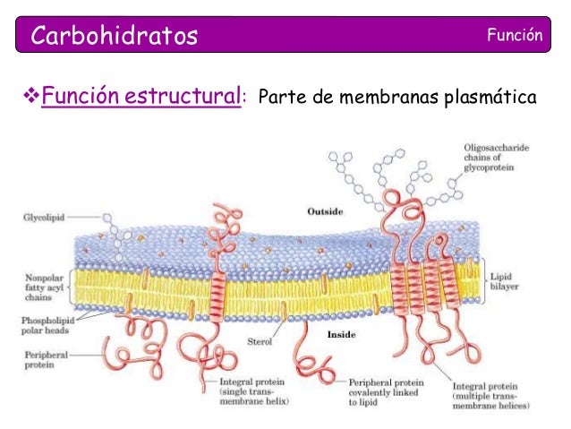 Carbohidratos
