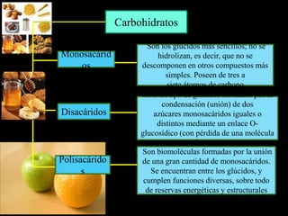 Carbohidratos
Monosacárid
os
Disacáridos
Polisacárido
s
Son los glúcidos más sencillos; no se
hidrolizan, es decir, que no se
descomponen en otros compuestos más
simples. Poseen de tres a
siete átomos de carbono
Sion un tipo de glúcidos formados por la
condensación (unión) de dos
azúcares monosacáridos iguales o
distintos mediante un enlace O-
glucosídico (con pérdida de una molécula
de agua)
Son biomoléculas formadas por la unión
de una gran cantidad de monosacáridos.
Se encuentran entre los glúcidos, y
cumplen funciones diversas, sobre todo
de reservas energéticas y estructurales
 