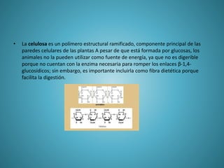 • La celulosa es un polímero estructural ramificado, componente principal de las
paredes celulares de las plantas A pesar de que está formada por glucosas, los
animales no la pueden utilizar como fuente de energía, ya que no es digerible
porque no cuentan con la enzima necesaria para romper los enlaces β-1,4-
glucosídicos; sin embargo, es importante incluirla como fibra dietética porque
facilita la digestión.
 