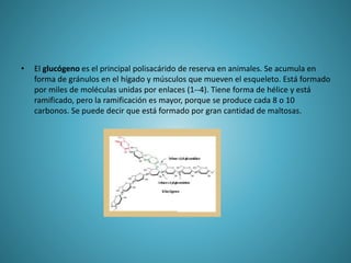 • El glucógeno es el principal polisacárido de reserva en animales. Se acumula en
forma de gránulos en el hígado y músculos que mueven el esqueleto. Está formado
por miles de moléculas unidas por enlaces (1--4). Tiene forma de hélice y está
ramificado, pero la ramificación es mayor, porque se produce cada 8 o 10
carbonos. Se puede decir que está formado por gran cantidad de maltosas.
 