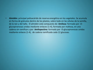 • Almidón: principal polisacárido de reserva energética en los vegetales. Se acumula
en forma de gránulos dentro de los plastos, sobre todo en las células de la semilla,
de la raíz y del tallo. El almidón está compuesto de: Amilosa: formado por -D-
glucopiranosas unidas mediante enlaces (1-4), formada por maltosa, en una
cadena sin ramificar y por Amilopectina: formado por -D-glucopiranosas unidas
mediante enlaces (1-4), de cadena ramificada cada 12 glucosas.
 