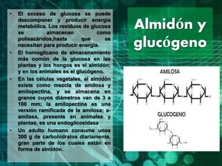 Almidón y
glucógeno
• El exceso de glucosa se puede
descomponer y producir energía
metabólica. Los residuos de glucosa
se almacenan como
polisacáridos,hasta que se
necesitan para producir energía.
• El homoglicano de almacenamiento
más común de la glucosa en las
plantas y los hongos es el almidón;
y en los animales es el glucógeno.
• En las células vegetales, el almidón
existe como mezcla de amilosa y
amilopectina, y se almacena en
granos cuyos diámetros van de 3 a
100 mm; la amilopectina es una
versión ramificada de la amilosa; a-
amilasa, presente en animales y
plantas, es una endoglicosidasa
• Un adulto humano consume unos
300 g de carbohidratos diariamente,
gran parte de los cuales están en
forma de almidón.
 