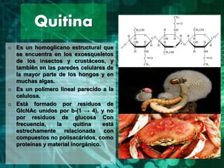 Quitina
o Es un homoglicano estructural que
se encuentra en los exoesqueletos
de los insectos y crustáceos, y
también en las paredes celulares de
la mayor parte de los hongos y en
muchas algas.
o Es un polímero lineal parecido a la
celulosa.
o Está formado por residuos de
GlcNAc unidos por b-(1 → 4), y no
por residuos de glucosa Con
frecuencia, la quitina está
estrechamente relacionada con
compuestos no polisacáridos, como
proteínas y material inorgánico.
 