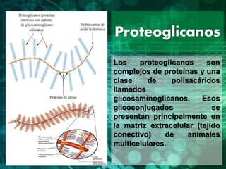Proteoglicanos
Los proteoglicanos son
complejos de proteínas y una
clase de polisacáridos
llamados
glicosaminoglicanos. Esos
glicoconjugados se
presentan principalmente en
la matriz extracelular (tejido
conectivo) de animales
multicelulares.
 