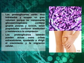 o Los proteoglicanos están muy
hidratados y ocupan un gran
volumen porque su componente
glicosaminoglicano contiene
grupos polares y iónicos, estas
propiedades confieren elasticidad
y resistencia a la compresión.
o Los proteoglicanos también
pueden actuar como cribas
extracelulares, ayudando a dirigir
el crecimiento y la migración
celular.
 