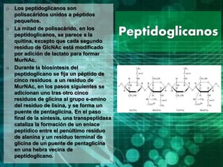 Peptidoglicanos
o Los peptidoglicanos son
polisacáridos unidos a péptidos
pequeños.
o La mitad de polisacárido, en los
peptidoglicanos, se parece a la
quitina, excepto que cada segundo
residuo de GlcNAc está modificado
por adición de lactato para formar
MurNAc.
o Durante la biosíntesis del
peptidoglicano se fija un péptido de
cinco residuos a un residuo de
MurNAc, en los pasos siguientes se
adicionan uno tras otro cinco
residuos de glicina al grupo e-amino
del residuo de lisina, y se forma un
puente de pentaglicina. En el paso
final de la síntesis, una transpeptidasa
cataliza la formación de un enlace
peptídico entre el penúltimo residuo
de alanina y un residuo terminal de
glicina de un puente de pentaglicina
en una hebra vecina de
peptidoglicano.
 