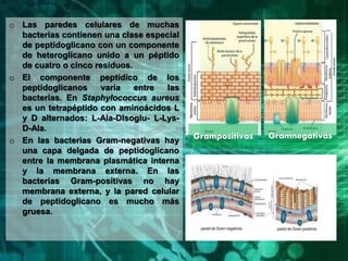 o Las paredes celulares de muchas
bacterias contienen una clase especial
de peptidoglicano con un componente
de heteroglicano unido a un péptido
de cuatro o cinco residuos.
o El componente peptídico de los
peptidoglicanos varía entre las
bacterias. En Staphylococcus aureus
es un tetrapéptido con aminoácidos L
y D alternados: L-Ala-DIsoglu- L-Lys-
D-Ala.
o En las bacterias Gram-negativas hay
una capa delgada de peptidoglicano
entre la membrana plasmática interna
y la membrana externa. En las
bacterias Gram-positivas no hay
membrana externa, y la pared celular
de peptidoglicano es mucho más
gruesa.
Grampositivas Gramnegativas
 