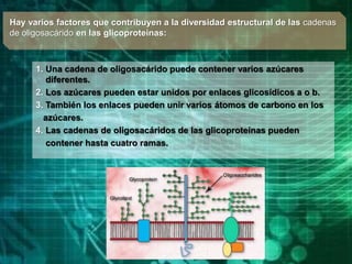 1. Una cadena de oligosacárido puede contener varios azúcares
diferentes.
2. Los azúcares pueden estar unidos por enlaces glicosídicos a o b.
3. También los enlaces pueden unir varios átomos de carbono en los
azúcares.
4. Las cadenas de oligosacáridos de las glicoproteínas pueden
contener hasta cuatro ramas.
Hay varios factores que contribuyen a la diversidad estructural de las cadenas
de oligosacárido en las glicoproteínas:
 