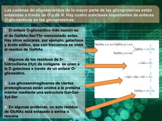 1. El enlace O-glicosídico más común es
el de GalNAc-Ser/Thr mencionado antes.
Hay otros azúcares, por ejemplo, galactosa
y ácido siálico, que con frecuencia se unen
al residuo de GalNAc
2. Algunos de los residuos de 5-
hidroxilisina (Hyl) de colágena se unen a
la D galactosa a través de un enlace O-
glicosídico.
3. Los glicosaminoglicanos de ciertos
proteoglicanos están unidos a la proteína
interior mediante una estructura Gal-Gal-
Xyl-Ser
4. En algunas proteínas, un solo residuo
de GlcNAc está enlazado a serina o
reonina
Las cadenas de oligosacáridos de la mayor parte de las glicoproteínas están
enlazadas a través de O o de N. Hay cuatro subclases importantes de enlaces
O-glicosídicos en las glicoproteínas:
 