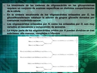 o La biosíntesis de las cadenas de oligosacárido en las glicoproteínas
requiere un conjunto de enzimas específicas en distintos compartimientos
de la célula.
o En la síntesis escalonada de los oligosacáridos enlazados por O, las
glicosiltransferasas catalizan la adición de grupos glicosilo donados por
coenzimas nucleótido-azúcar.
o Los oligosacáridos enlazados por N, como los enlazados por O, son muy
variados en secuencia y composición de azúcares.
o La mayor parte de los oligosacáridos unidos por N pueden dividirse en tres
subclases: alta manosa, complejos e híbridos
 
