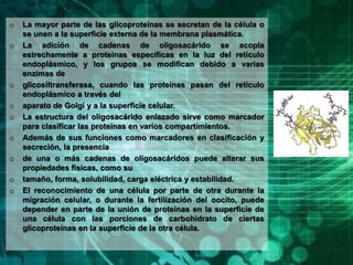 o La mayor parte de las glicoproteínas se secretan de la célula o
se unen a la superficie externa de la membrana plasmática.
o La adición de cadenas de oligosacárido se acopla
estrechamente a proteínas específicas en la luz del retículo
endoplásmico, y los grupos se modifican debido a varias
enzimas de
o glicosiltransferasa, cuando las proteínas pasan del retículo
endoplásmico a través del
o aparato de Golgi y a la superficie celular.
o La estructura del oligosacárido enlazado sirve como marcador
para clasificar las proteínas en varios compartimientos.
o Además de sus funciones como marcadores en clasificación y
secreción, la presencia
o de una o más cadenas de oligosacáridos puede alterar sus
propiedades físicas, como su
o tamaño, forma, solubilidad, carga eléctrica y estabilidad.
o El reconocimiento de una célula por parte de otra durante la
migración celular, o durante la fertilización del oocito, puede
depender en parte de la unión de proteínas en la superficie de
una célula con las porciones de carbohidrato de ciertas
glicoproteínas en la superficie de la otra célula.
 