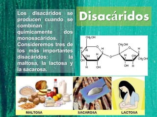 DisacáridosLos disacáridos se
producen cuando se
combinan
químicamente dos
monosacáridos.
Consideremos tres de
los más importantes
disacáridos: la
maltosa, la lactosa y
la sacarosa.
 