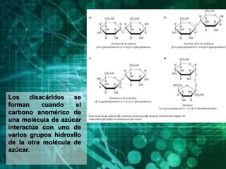 Los disacáridos se
forman cuando el
carbono anomérico de
una molécula de azúcar
interactúa con uno de
varios grupos hidroxilo
de la otra molécula de
azúcar.
 