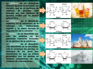 o La maltosa es un disacárido
liberado durante la hidrólisis del
almidón, que es un polímero de
residuos de glucosa; está
formada por dos residuos de
glucosa unidos por un enlace
aglicosídico.
o La celobiosa es el disacárido
repetitivo en la estructura de la
celulosa, un polisacárido
vegetal, y se libera durante la
degradación de la celulosa.
o La lactosa es un disacárido que
sólo se sintetiza en las
glándulas mamarias lactantes;
es un epímero de la celobiosa.
o La sacarosa es el disacárido
más abundante en la naturaleza;
sólo lo sintetizan las plantas; se
distingue de los otros tres
disacáridos en que su enlace
glicosídico une los átomos de
carbono anoméricos de dos
residuos de monosacárido.
 