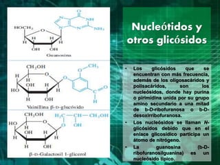 Nucleótidos y
otros glicósidos
• Los glicósidos que se
encuentran con más frecuencia,
además de los oligosacáridos y
polisacáridos, son los
nucleósidos, donde hay purina
o pirimidina unida por su grupo
amino secundario a una mitad
de b-D-ribofuranosa o b-D-
desoxirribofuranosa.
• Los nucleósidos se llaman N-
glicósidos debido que en el
enlace glicosídico participa un
átomo de nitrógeno.
• La guanosina (b-D-
ribofuranosilguanina) es un
nucleósido típico.
 