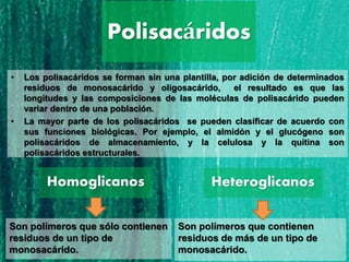 Polisacáridos
• Los polisacáridos se forman sin una plantilla, por adición de determinados
residuos de monosacárido y oligosacárido, el resultado es que las
longitudes y las composiciones de las moléculas de polisacárido pueden
variar dentro de una población.
• La mayor parte de los polisacáridos se pueden clasificar de acuerdo con
sus funciones biológicas. Por ejemplo, el almidón y el glucógeno son
polisacáridos de almacenamiento, y la celulosa y la quitina son
polisacáridos estructurales.
Homoglicanos Heteroglicanos
Son polímeros que sólo contienen
residuos de un tipo de
monosacárido.
Son polímeros que contienen
residuos de más de un tipo de
monosacárido.
 