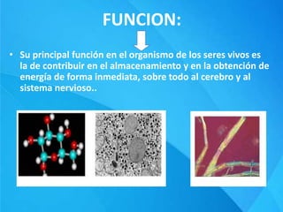 FUNCION:
• Su principal función en el organismo de los seres vivos es
la de contribuir en el almacenamiento y en la obtención de
energía de forma inmediata, sobre todo al cerebro y al
sistema nervioso..
 