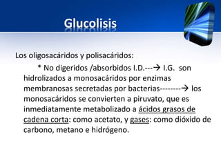 Glucolisis
Los oligosacáridos y polisacáridos:
* No digeridos /absorbidos I.D.--- I.G. son
hidrolizados a monosacáridos por enzimas
membranosas secretadas por bacterias-------- los
monosacáridos se convierten a piruvato, que es
inmediatamente metabolizado a ácidos grasos de
cadena corta: como acetato, y gases: como dióxido de
carbono, metano e hidrógeno.
 