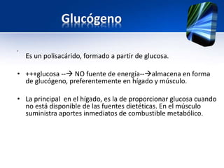 Glucógeno
•
Es un polisacárido, formado a partir de glucosa.
• +++glucosa -- NO fuente de energía--almacena en forma
de glucógeno, preferentemente en hígado y músculo.
• La principal en el hígado, es la de proporcionar glucosa cuando
no está disponible de las fuentes dietéticas. En el músculo
suministra aportes inmediatos de combustible metabólico.
 