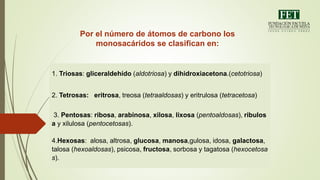 1. Triosas: gliceraldehído (aldotriosa) y dihidroxiacetona.(cetotriosa)
2. Tetrosas: eritrosa, treosa (tetraaldosas) y eritrulosa (tetracetosa)
3. Pentosas: ribosa, arabinosa, xilosa, lixosa (pentoaldosas), ribulos
a y xilulosa (pentocetosas).
4.Hexosas: alosa, altrosa, glucosa, manosa,gulosa, idosa, galactosa,
talosa (hexoaldosas), psicosa, fructosa, sorbosa y tagatosa (hexocetosa
s).
Por el número de átomos de carbono los
monosacáridos se clasifican en:
 