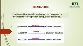 DISACÁRIDOS
Los disacáridos están formados por dos moléculas de
monosacáridos que pueden ser iguales o diferentes.
 