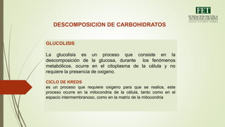 DESCOMPOSICION DE CARBOHIDRATOS
GLUCOLISIS
La glucolisis es un proceso que consiste en la
descomposición de la glucosa, durante los fenómenos
metabólicos. ocurre en el citoplasma de la célula y no
requiere la presencia de oxigeno.
CICLO DE KREDS
es un proceso que requiere oxigeno para que se realice, este
proceso ocurre en la mitocondria de la célula, tanto como en el
espacio intermembranoso, como en la matriz de la mitocondria
 