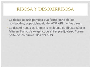 RIBOSA Y DESOXIRRIBOSA
• La ribosa es una pentosa que forma parte de los
nucleótidos, especialmente del ATP, ARN, entre otros.
• La desoxirribosa es la misma molécula de ribosa, sólo le
falta un átomo de oxígeno, de ahí el prefijo des-. Forma
parte de los nucleótidos del ADN.
 