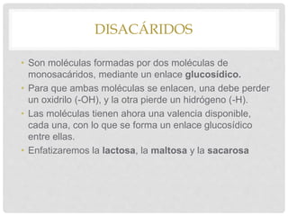DISACÁRIDOS
• Son moléculas formadas por dos moléculas de
monosacáridos, mediante un enlace glucosídico.
• Para que ambas moléculas se enlacen, una debe perder
un oxidrilo (-OH), y la otra pierde un hidrógeno (-H).
• Las moléculas tienen ahora una valencia disponible,
cada una, con lo que se forma un enlace glucosídico
entre ellas.
• Enfatizaremos la lactosa, la maltosa y la sacarosa
 