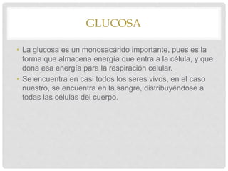 GLUCOSA
• La glucosa es un monosacárido importante, pues es la
forma que almacena energía que entra a la célula, y que
dona esa energía para la respiración celular.
• Se encuentra en casi todos los seres vivos, en el caso
nuestro, se encuentra en la sangre, distribuyéndose a
todas las células del cuerpo.
 