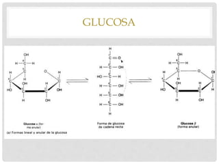 GLUCOSA
 