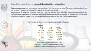 Los carbohidratos se dividen en monosacáridos, disacáridos y polisacáridos.
Los monosacáridos más comunes constan de cinco o seis átomos de carbono. Tienen un grupo carbonilo en
un carbono y grupos hidroxilos en la mayoría de los otros carbonos.
La presencia de un grupo carbonilo hace que estos compuestos sean aldehídos o cetonas dependiendo de
su localización. La glucosa es un azúcar de seis carbonos que tiene la estructura de un aldehído. La fructosa
(carbohidrato de las frutas) es un monosacárido de seis carbonos con una estructura de cetona.
Tres monosacáridos comunes: glucosa, galactosa y fructosa.
Todos tienen grupos hidroxilo (- OH).
La glucosa y la galactosa tienen funciones
aldehído y la fructosa tiene un grupo cetona.
 