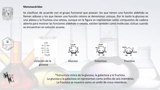 Monosacáridos
Se clasifican de acuerdo con el grupo funcional que posean: los que tienen una función aldehído se
llaman aldosas y los que tienen una función cetona se denominan cetosas. Por lo tanto la glucosa es
una aldosa y la fructosa una cetosa, aunque en la figura se representan como compuestos de cadena
abierta para mostrar las funciones aldehído o cetona, existen también como moléculas cíclicas cuando
se encuentran en solución acuosa.
ciclación de la Glucosa Galactosa Fructosa
glucosa
*Estructura cíclica de la glucosa, la galactosa y la fructosa.
La glucosa y la galactosa se representan como anillos de seis miembros.
La fructosa se muestra como un anillo de cinco miembros.
 