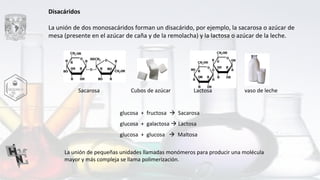 Disacáridos
La unión de dos monosacáridos forman un disacárido, por ejemplo, la sacarosa o azúcar de
mesa (presente en el azúcar de caña y de la remolacha) y la lactosa o azúcar de la leche.
Sacarosa Cubos de azúcar Lactosa vaso de leche
La unión de pequeñas unidades llamadas monómeros para producir una molécula
mayor y más compleja se llama polimerización.
glucosa + fructosa  Sacarosa
glucosa + galactosa  Lactosa
glucosa + glucosa  Maltosa
 