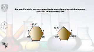 Formación de la sacarosa mediante un enlace glucosídico en una
reacción de condensación.
 