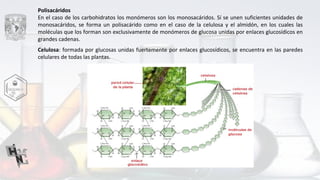 Polisacáridos
En el caso de los carbohidratos los monómeros son los monosacáridos. Sí se unen suficientes unidades de
monosacáridos, se forma un polisacárido como en el caso de la celulosa y el almidón, en los cuales las
moléculas que los forman son exclusivamente de monómeros de glucosa unidas por enlaces glucosídicos en
grandes cadenas.
Celulosa: formada por glucosas unidas fuertemente por enlaces glucosídicos, se encuentra en las paredes
celulares de todas las plantas.
 
