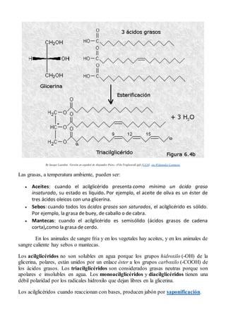 By Iacopo Leardini. Versión en español de Alejandro Porto. (File:Trigliceridi.gif) [CC0], via Wikimedia Commons
Las grasas, a temperatura ambiente, pueden ser:
 Aceites: cuando el acilglicérido presenta como mínimo un ácido graso
insaturado, su estado es líquido. Por ejemplo, el aceite de oliva es un éster de
tres ácidos oleicos con una glicerina.
 Sebos: cuando todos los ácidos grasos son saturados, el acilglicérido es sólido.
Por ejemplo, la grasa de buey, de caballo o de cabra.
 Mantecas: cuando el acilglicérido es semisólido (ácidos grasos de cadena
corta),como la grasa de cerdo.
En los animales de sangre fría y en los vegetales hay aceites, y en los animales de
sangre caliente hay sebos o mantecas.
Los acilglicéridos no son solubles en agua porque los grupos hidroxilo (-OH) de la
glicerina, polares, están unidos por un enlace éster a los grupos carboxilo (-COOH) de
los ácidos grasos. Los triacilglicéridos son considerados grasas neutras porque son
apolares e insolubles en agua. Los monoacilglicéridos y diacilglicéridos tienen una
débil polaridad por los radicales hidroxilo que dejan libres en la glicerina.
Los acilglicéridos cuando reaccionan con bases, producen jabón por saponificación.
 