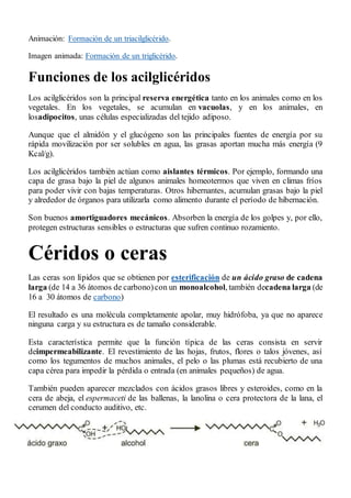 Animación: Formación de un triacilglicérido.
Imagen animada: Formación de un triglicérido.
Funciones de los acilglicéridos
Los acilglicéridos son la principal reserva energética tanto en los animales como en los
vegetales. En los vegetales, se acumulan en vacuolas, y en los animales, en
losadipocitos, unas células especializadas del tejido adiposo.
Aunque que el almidón y el glucógeno son las principales fuentes de energía por su
rápida movilización por ser solubles en agua, las grasas aportan mucha más energía (9
Kcal/g).
Los acilglicéridos también actúan como aislantes térmicos. Por ejemplo, formando una
capa de grasa bajo la piel de algunos animales homeotermos que viven en climas fríos
para poder vivir con bajas temperaturas. Otros hibernantes, acumulan grasas bajo la piel
y alrededor de órganos para utilizarla como alimento durante el período de hibernación.
Son buenos amortiguadores mecánicos. Absorben la energía de los golpes y, por ello,
protegen estructuras sensibles o estructuras que sufren continuo rozamiento.
Céridos o ceras
Las ceras son lípidos que se obtienen por esterificación de un ácido graso de cadena
larga (de 14 a 36 átomos de carbono)con un monoalcohol, también decadena larga (de
16 a 30 átomos de carbono)
El resultado es una molécula completamente apolar, muy hidrófoba, ya que no aparece
ninguna carga y su estructura es de tamaño considerable.
Esta característica permite que la función típica de las ceras consista en servir
deimpermeabilizante. El revestimiento de las hojas, frutos, flores o talos jóvenes, así
como los tegumentos de muchos animales, el pelo o las plumas está recubierto de una
capa cérea para impedir la pérdida o entrada (en animales pequeños) de agua.
También pueden aparecer mezclados con ácidos grasos libres y esteroides, como en la
cera de abeja, el espermaceti de las ballenas, la lanolina o cera protectora de la lana, el
cerumen del conducto auditivo, etc.
 