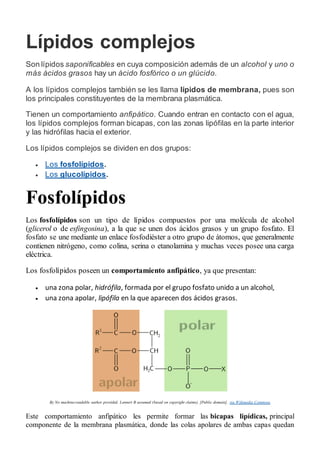 Lípidos complejos
Son lípidos saponificables en cuya composición además de un alcohol y uno o
más ácidos grasos hay un ácido fosfórico o un glúcido.
A los lípidos complejos también se les llama lípidos de membrana, pues son
los principales constituyentes de la membrana plasmática.
Tienen un comportamiento anfipático. Cuando entran en contacto con el agua,
los lípidos complejos forman bicapas, con las zonas lipófilas en la parte interior
y las hidrófilas hacia el exterior.
Los lípidos complejos se dividen en dos grupos:
 Los fosfolípidos.
 Los glucolípidos.
Fosfolípidos
Los fosfolípidos son un tipo de lípidos compuestos por una molécula de alcohol
(glicerol o de esfingosina), a la que se unen dos ácidos grasos y un grupo fosfato. El
fosfato se une mediante un enlace fosfodiéster a otro grupo de átomos, que generalmente
contienen nitrógeno, como colina, serina o etanolamina y muchas veces posee una carga
eléctrica.
Los fosfolípidos poseen un comportamiento anfipático, ya que presentan:
 una zona polar, hidrófila, formada por el grupo fosfato unido a un alcohol,
 una zona apolar, lipófila en la que aparecen dos ácidos grasos.
By No machine-readable author provided. Lennert B assumed (based on copyright claims). [Public domain], via Wikimedia Commons
Este comportamiento anfipático les permite formar las bicapas lipídicas, principal
componente de la membrana plasmática, donde las colas apolares de ambas capas quedan
 