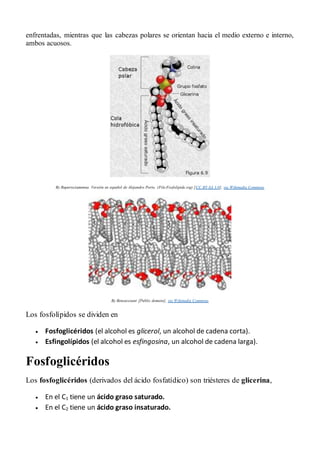 enfrentadas, mientras que las cabezas polares se orientan hacia el medio externo e interno,
ambos acuosos.
By Rupertsciamenna. Versión en español de Alejandro Porto. (File:Fosfolipide.svg) [CC BY-SA 3.0], via Wikimedia Commons
By Bensaccount [Public domain], via Wikimedia Commons
Los fosfolípidos se dividen en
 Fosfoglicéridos (el alcohol es glicerol, un alcohol de cadena corta).
 Esfingolípidos (el alcohol es esfingosina, un alcohol de cadena larga).
Fosfoglicéridos
Los fosfoglicéridos (derivados del ácido fosfatídico) son triésteres de glicerina,
 En el C1 tiene un ácido graso saturado.
 En el C2 tiene un ácido graso insaturado.
 