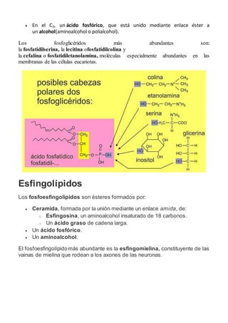  En el C3, un ácido fosfórico, que está unido mediante enlace éster a
un alcohol(aminoalcohol o polialcohol).
Los fosfoglicéridos más abundantes son:
la fosfatidilserina, la lecitina ofosfatidilcolina y
la cefalina o fosfatidiletanolamina, moléculas especialmente abundantes en las
membranas de las células eucariotas.
Esfingolípidos
Los fosfoesfingolípidos son ésteres formados por:
 Ceramida, formada por la unión mediante un enlace amida, de:
o Esfingosina, un aminoalcohol insaturado de 18 carbonos.
o Un ácido graso de cadena larga.
 Un ácido fosfórico.
 Un aminoalcohol.
El fosfoesfingolípidomás abundante es la esfingomielina, constituyente de las
vainas de mielina que rodean a los axones de las neuronas.
 