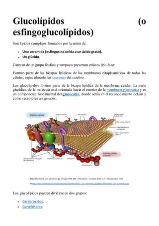 Glucolípidos (o
esfingoglucolípidos)
Son lípidos complejos formados por la unión de:
 Una ceramida (esfingosina unida a un ácido graso).
 Un glúcido.
Carecen de un grupo fosfato y tampoco presentan enlaces tipo éster.
Forman parte de las bicapas lipídicas de las membranas citoplasmáticas de todas las
células, especialmente las neuronas del cerebro.
Los glucolípidos forman parte de la bicapa lipídica de la membrana celular. La parte
glucídica de la molécula está orientada hacia el exterior de la membrana plasmática y es
un componente fundamental del glucocálix, donde actúa en el reconocimiento celular y
como receptores antigénicos.
800px-Membrana_con_elementos.jpg (Imagen JPEG, 800 × 542 píxeles) - Escalado (0 %). (s. f.). Recuperado a partir
dehttp://www.wikillerato.org/images/thumb/5/5b/Membrana_con_elementos.jpg/800px-Membrana_con_elementos.jpg
Los glucolípidos pueden dividirse en dos grupos:
 Cerebrósidos.
 Gangliósidos.
 