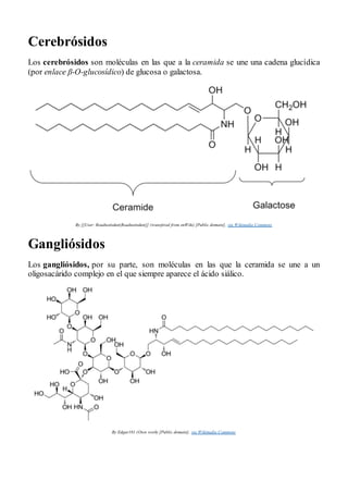 Cerebrósidos
Los cerebrósidos son moléculas en las que a la ceramida se une una cadena glucídica
(por enlace β-O-glucosídico) de glucosa o galactosa.
By [[User: Roadnottaken|Roadnottaken]] (transfered from enWiki) [Public domain], via Wikimedia Commons
Gangliósidos
Los gangliósidos, por su parte, son moléculas en las que la ceramida se une a un
oligosacárido complejo en el que siempre aparece el ácido siálico.
By Edgar181 (Own work) [Public domain], via Wikimedia Commons
 