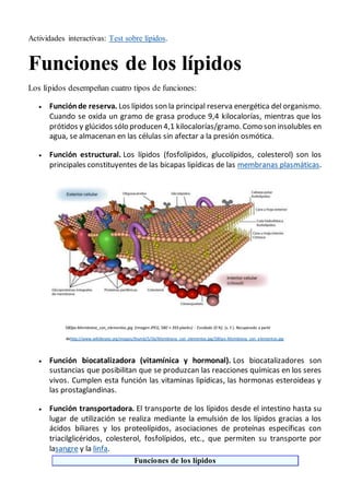 Actividades interactivas: Test sobre lípidos.
Funciones de los lípidos
Los lípidos desempeñan cuatro tipos de funciones:
 Funciónde reserva. Los lípidos son la principal reserva energética del organismo.
Cuando se oxida un gramo de grasa produce 9,4 kilocalorías, mientras que los
prótidos y glúcidos sólo producen 4,1 kilocalorías/gramo. Como son insolubles en
agua, se almacenan en las células sin afectar a la presión osmótica.
 Función estructural. Los lípidos (fosfolípidos, glucolípidos, colesterol) son los
principales constituyentes de las bicapas lipídicas de las membranas plasmáticas.
580px-Membrana_con_elementos.jpg (Imagen JPEG, 580 × 393 píxeles) - Escalado (0 %). (s. f.). Recuperado a partir
dehttp://www.wikillerato.org/images/thumb/5/5b/Membrana_con_elementos.jpg/580px-Membrana_con_elementos.jpg
 Función biocatalizadora (vitamínica y hormonal). Los biocatalizadores son
sustancias que posibilitan que se produzcan las reacciones químicas en los seres
vivos. Cumplen esta función las vitaminas lipídicas, las hormonas esteroideas y
las prostaglandinas.
 Función transportadora. El transporte de los lípidos desde el intestino hasta su
lugar de utilización se realiza mediante la emulsión de los lípidos gracias a los
ácidos biliares y los proteolípidos, asociaciones de proteínas específicas con
triacilglicéridos, colesterol, fosfolípidos, etc., que permiten su transporte por
lasangre y la linfa.
Funciones de los lípidos
 
