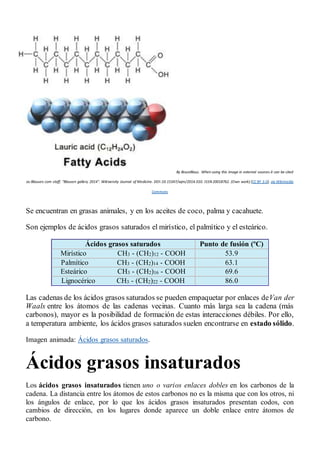 By BruceBlaus. When using this image in external sources it can be cited
as:Blausen.com staff. "Blausen gallery 2014". Wikiversity Journal of Medicine. DOI:10.15347/wjm/2014.010. ISSN 20018762. (Own work) [CC BY 3.0], via Wikimedia
Commons
Se encuentran en grasas animales, y en los aceites de coco, palma y cacahuete.
Son ejemplos de ácidos grasos saturados el mirístico, el palmítico y el esteárico.
Ácidos grasos saturados Punto de fusión (ºC)
Mirístico CH3 - (CH2)12 - COOH 53.9
Palmítico CH3 - (CH2)14 - COOH 63.1
Esteárico CH3 - (CH2)16 - COOH 69.6
Lignocérico CH3 - (CH2)22 - COOH 86.0
Las cadenas de los ácidos grasos saturados se pueden empaquetar por enlaces deVan der
Waals entre los átomos de las cadenas vecinas. Cuanto más larga sea la cadena (más
carbonos), mayor es la posibilidad de formación de estas interacciones débiles. Por ello,
a temperatura ambiente, los ácidos grasos saturados suelen encontrarse en estado sólido.
Imagen animada: Ácidos grasos saturados.
Ácidos grasos insaturados
Los ácidos grasos insaturados tienen uno o varios enlaces dobles en los carbonos de la
cadena. La distancia entre los átomos de estos carbonos no es la misma que con los otros, ni
los ángulos de enlace, por lo que los ácidos grasos insaturados presentan codos, con
cambios de dirección, en los lugares donde aparece un doble enlace entre átomos de
carbono.
 