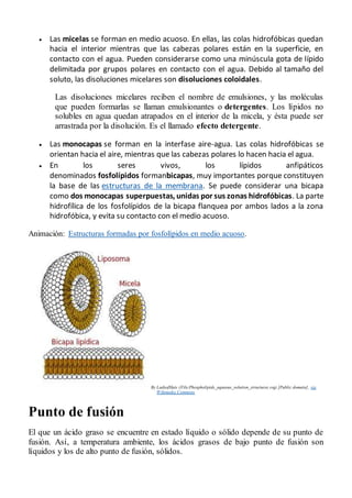  Las micelas se forman en medio acuoso. En ellas, las colas hidrofóbicas quedan
hacia el interior mientras que las cabezas polares están en la superficie, en
contacto con el agua. Pueden considerarse como una minúscula gota de lípido
delimitada por grupos polares en contacto con el agua. Debido al tamaño del
soluto, las disoluciones micelares son disoluciones coloidales.
Las disoluciones micelares reciben el nombre de emulsiones, y las moléculas
que pueden formarlas se llaman emulsionantes o detergentes. Los lípidos no
solubles en agua quedan atrapados en el interior de la micela, y ésta puede ser
arrastrada por la disolución. Es el llamado efecto detergente.
 Las monocapas se forman en la interfase aire-agua. Las colas hidrofóbicas se
orientan hacia el aire, mientras que las cabezas polares lo hacen hacia el agua.
 En los seres vivos, los lípidos anfipáticos
denominados fosfolípidos formanbicapas, muy importantes porque constituyen
la base de las estructuras de la membrana. Se puede considerar una bicapa
como dos monocapas superpuestas, unidas por sus zonas hidrofóbicas. La parte
hidrofílica de los fosfolípidos de la bicapa flanquea por ambos lados a la zona
hidrofóbica, y evita su contacto con el medio acuoso.
Animación: Estructuras formadas por fosfolípidos en medio acuoso.
By LadyofHats (File:Phospholipids_aqueous_solution_structures.svg) [Public domain], via
Wikimedia Commons
Punto de fusión
El que un ácido graso se encuentre en estado líquido o sólido depende de su punto de
fusión. Así, a temperatura ambiente, los ácidos grasos de bajo punto de fusión son
líquidos y los de alto punto de fusión, sólidos.
 