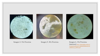Imagen 4. 10x Fructosa Imagen 5. 40x Fructosa Imagen 6. 10x Fructosa
(internet) http://depa.fquim.unam.m
x/amyd/archivero/CARBOHIDRATOS
-PARTE-2_28893.pdf
 