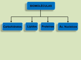 BIOMOLÉCULAS
Carbohidratos Lípidos Proteínas Ác. Nucleicos
 